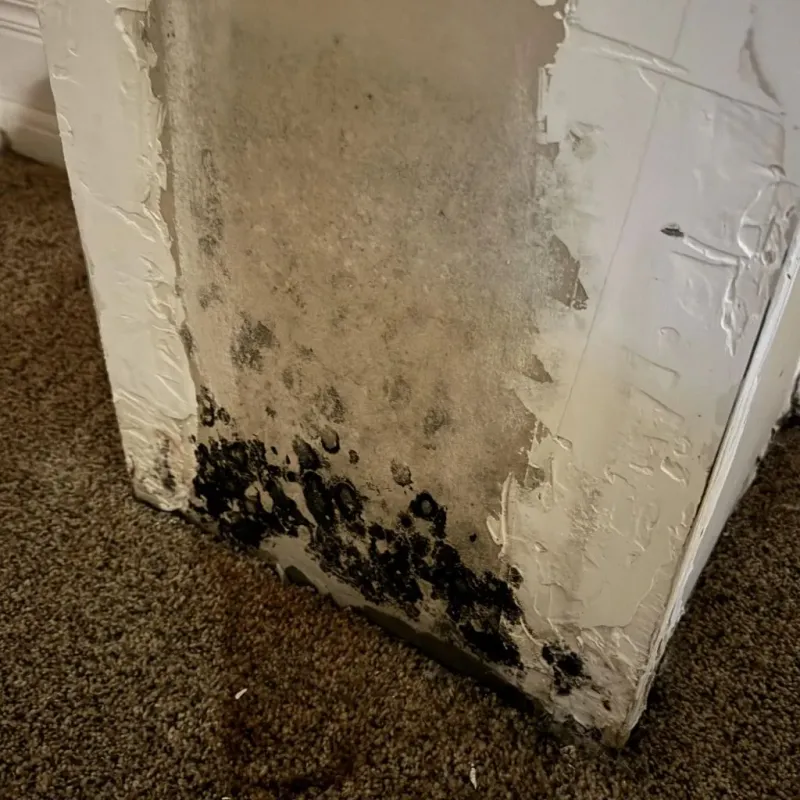 Professional Mold Removal in Hilltop Lakes, TX